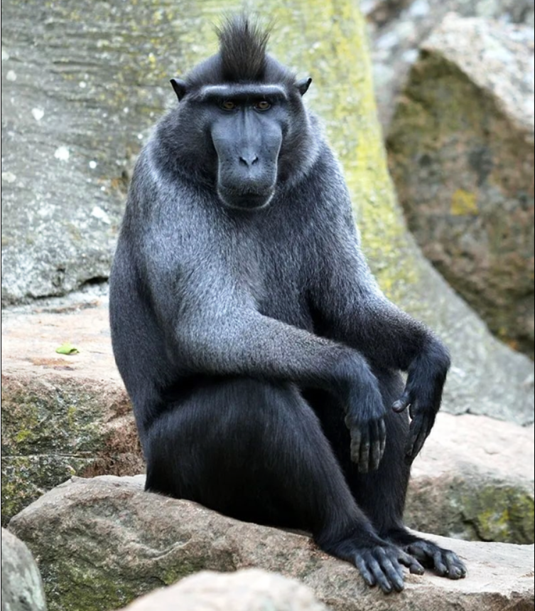 為了一張猴子自拍照的版權(quán):攝影師打官司7年 慘遭破產(chǎn)