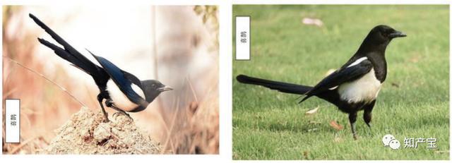 二審改判！深圳中院：當(dāng)事人并不因作品登記當(dāng)然享有著作權(quán)